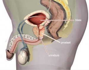 prostaat anatomie